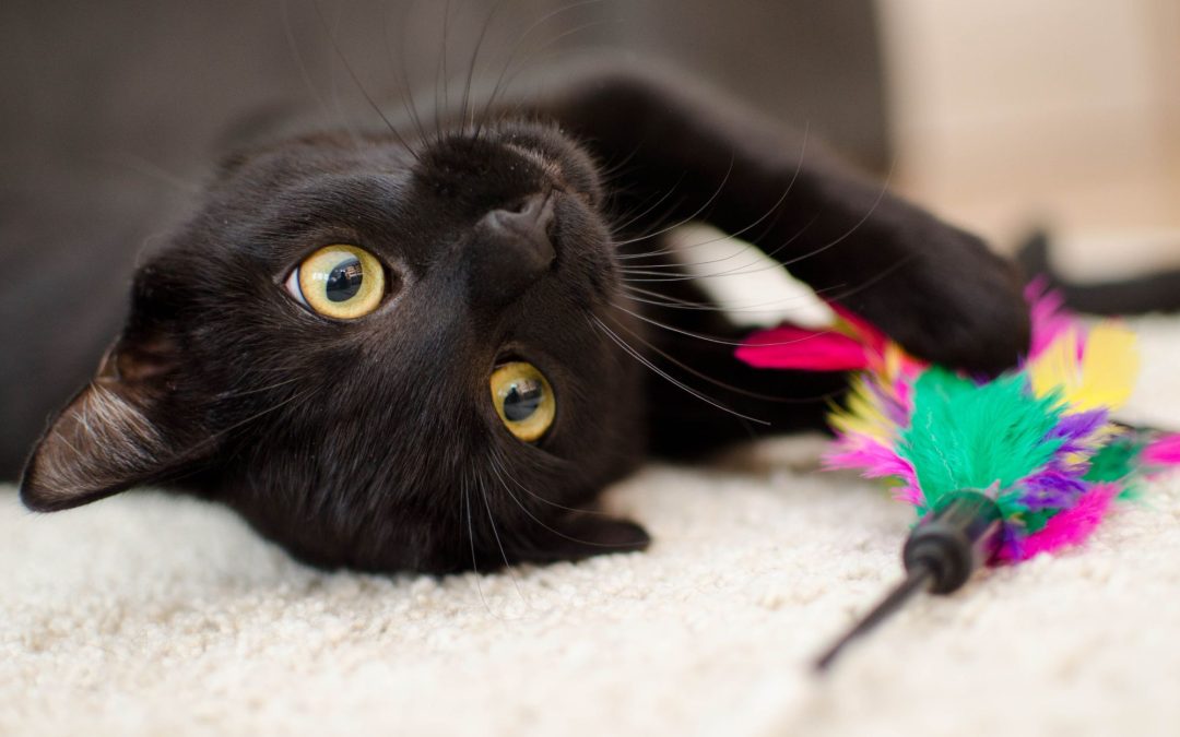 Keeping Your Feline Friend Entertained with Interactive Cat Toys