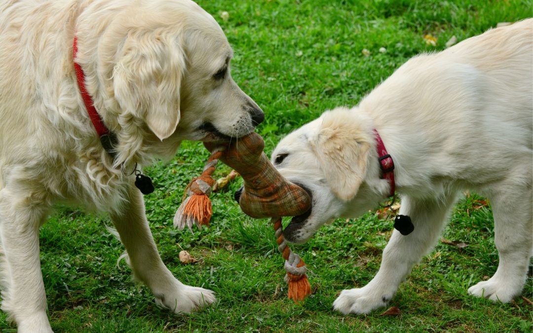 Why You Should Get the Right Toys for Your Dog